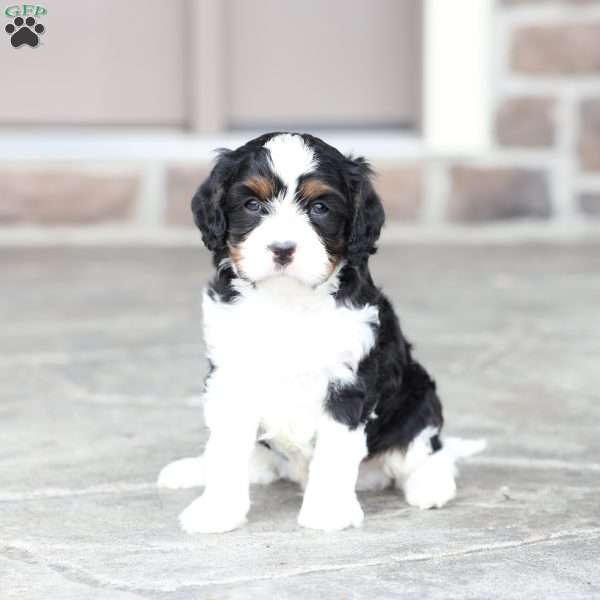 Kit, Cavapoo Puppy